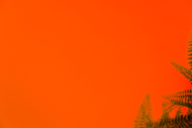 Тень зеленого папоротника на оранжевом фоне