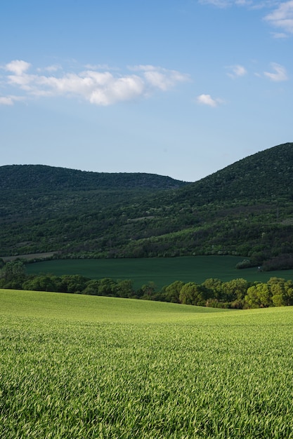 Зеленое поле в сельской местности под ярко-голубым небом с холмами