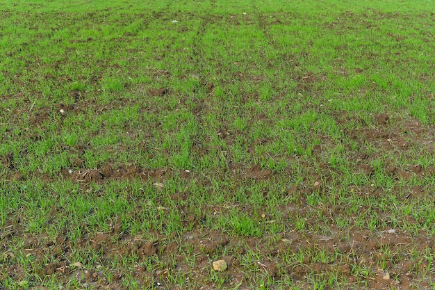 Green field on an ecofarm with young sprouts of wheat or cereal crops background selective focus