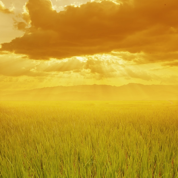 Green field at sunset