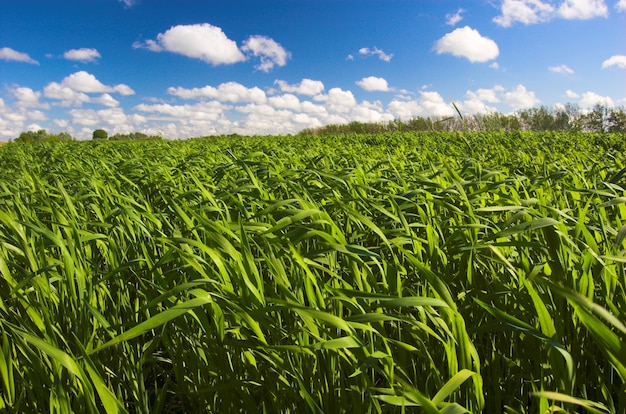 Green field with clouds