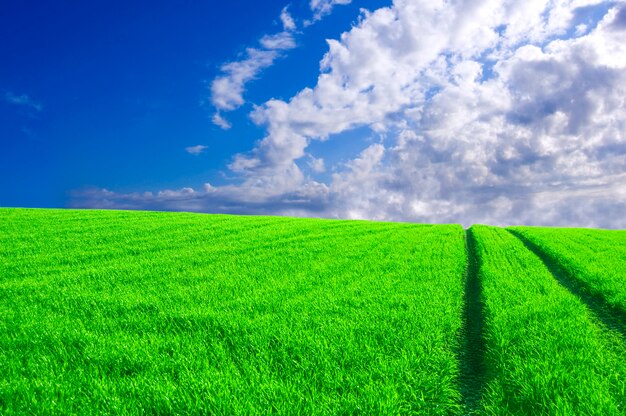 Green field with tire marks and clouds