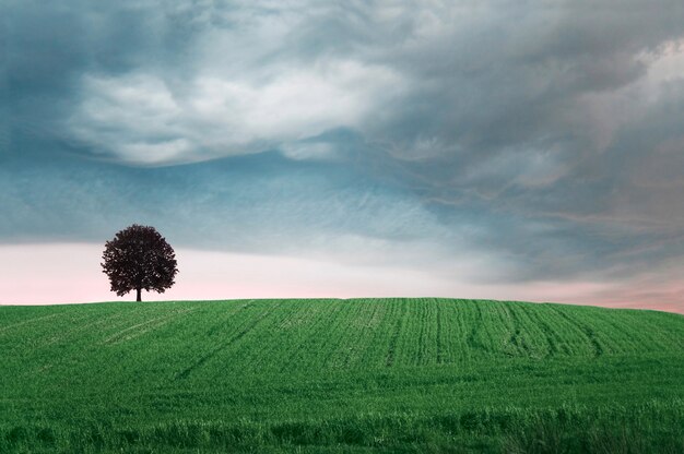 Green field with a tree