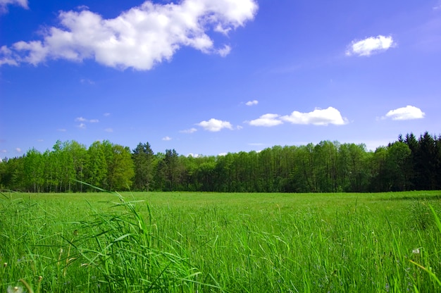 Green field with trees behind