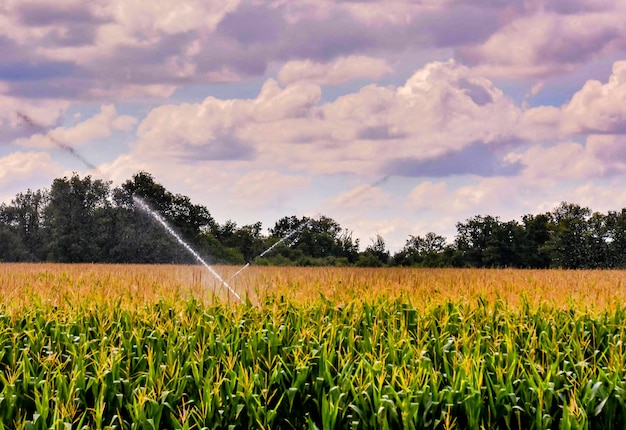 Free photo green field with water sprinklers surrounded by trees in the canary islands, spain