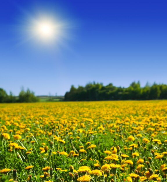 зеленое поле с желтыми одуванчиками