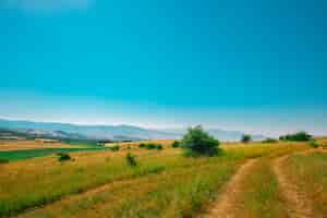 Free photo green fields under the summer sun