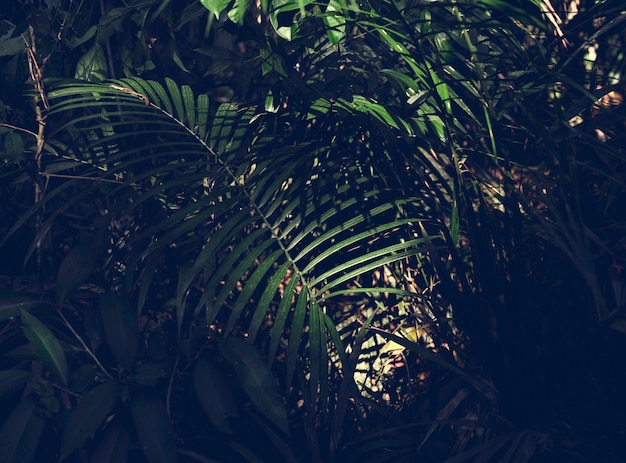 종 려 잎으로 녹색 숲 정글