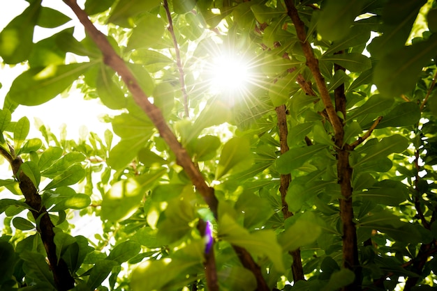 Free photo green forest nature background with sunlight shining