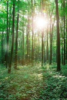 緑​の​森​の​木​。​自然​緑​の​木​の​日光​の​背景