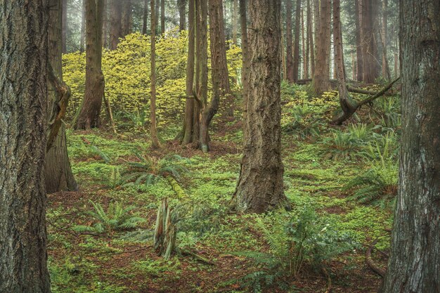 green forest with big trees