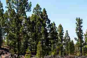 Foto gratuita foresta verde con cielo sereno