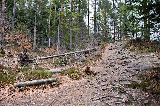 Green forest with roots of trees in Carpathians mountains