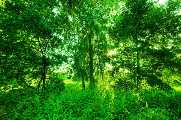 녹색 숲