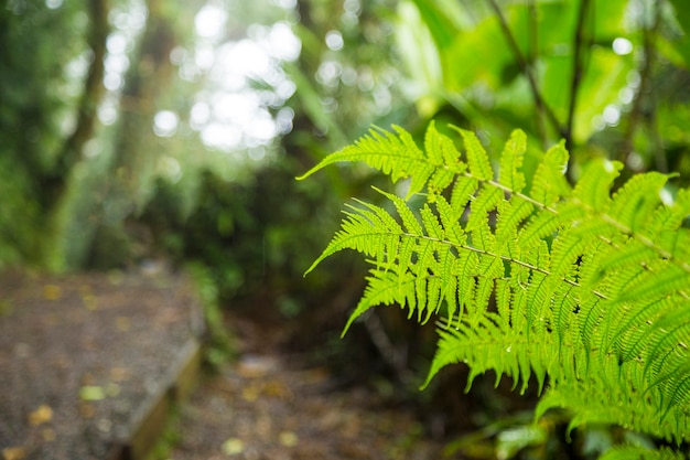 Green fresh fern branch in rainforest