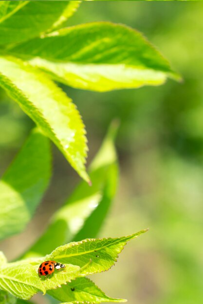 Green fresh grass leaves with selective focus and ladybug in focus during positive sunny day