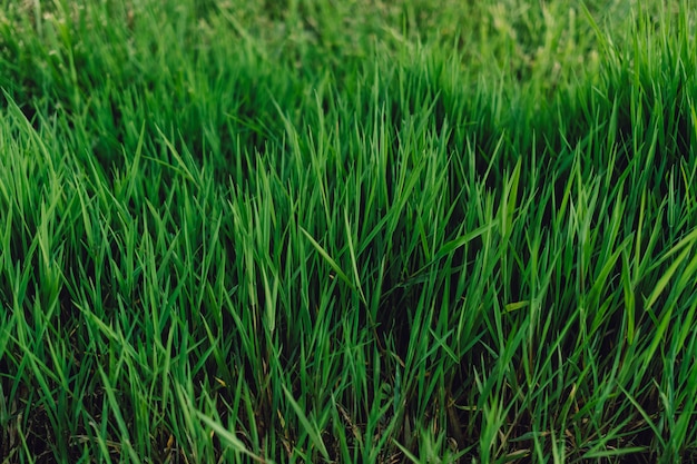 Зеленая, свежая и высокая трава