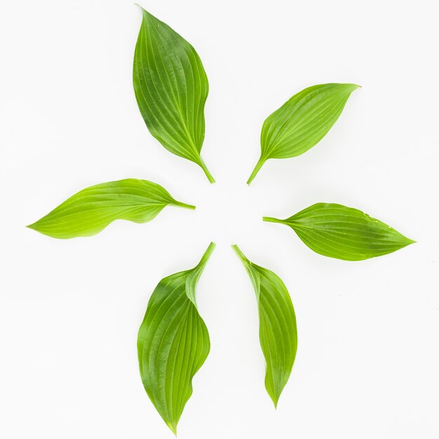 Green fresh leaves arranged in circle on white background