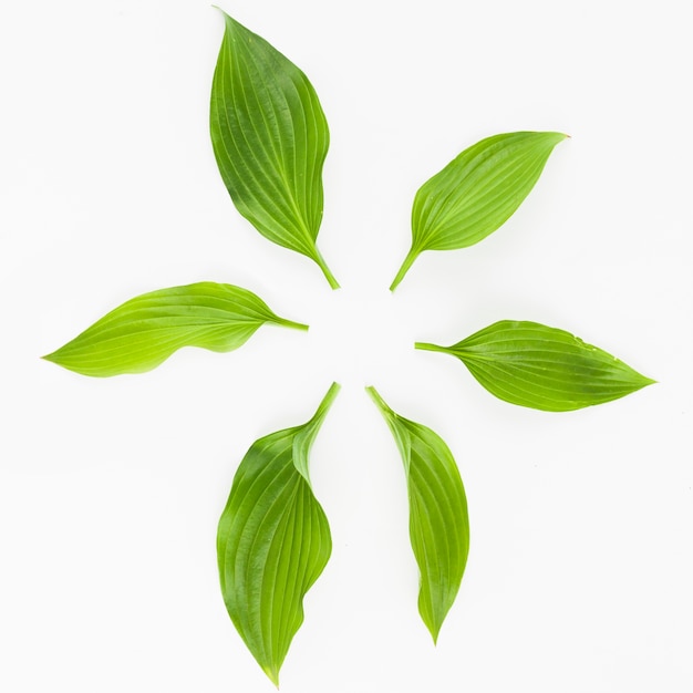 흰색 배경에 원형으로 배열 된 신선한 녹색 잎