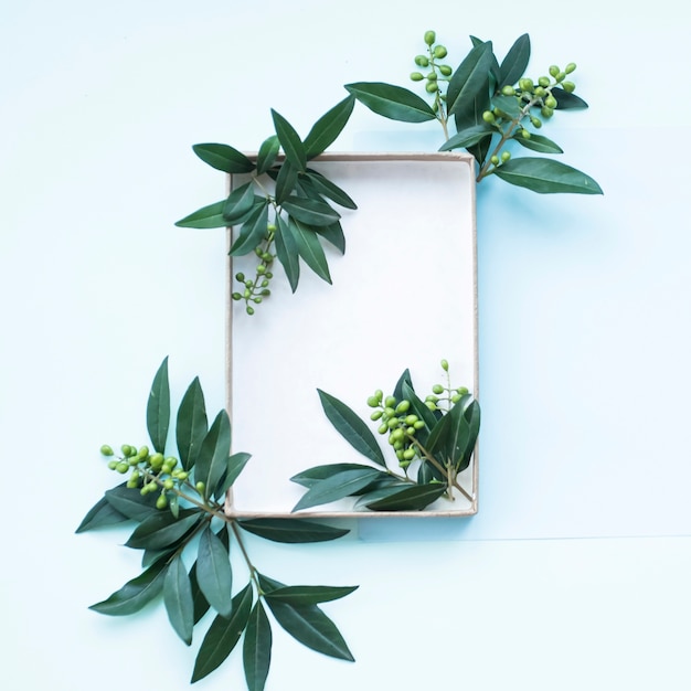 Green fresh twig with berries around the empty box on blue background