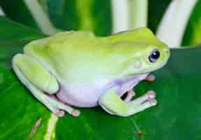 Free photo green frog