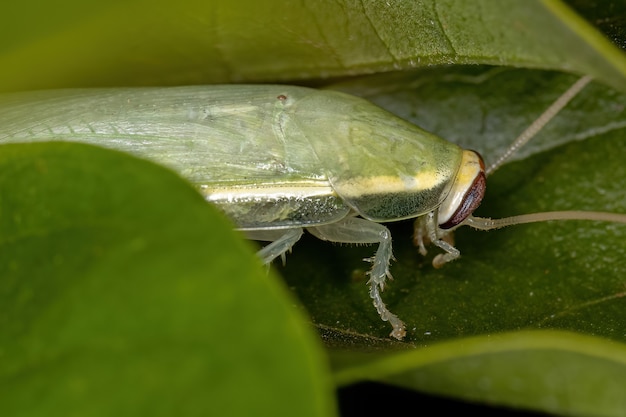 Green giant cockroach of the genus panchlora