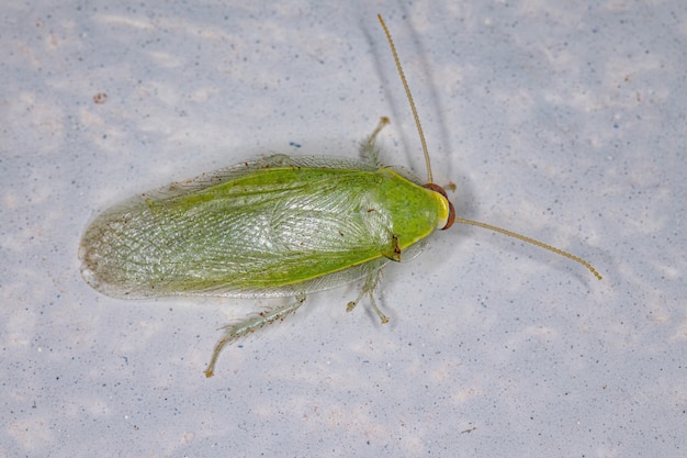 Green giant cockroach of the genus panchlora Premium Photo