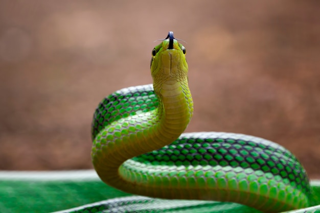 Free photo green gonyosoma snake looking around gonyosoma oxycephalum