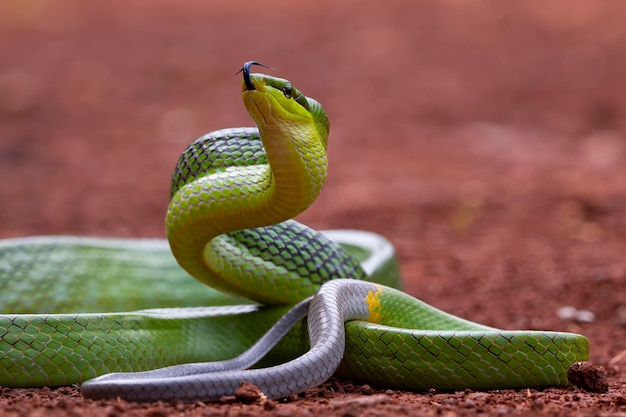 Gonyosomaoxycephalumを見回す緑のgonyosomaヘビ