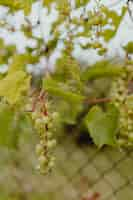 Free photo green grapes on a grapevine