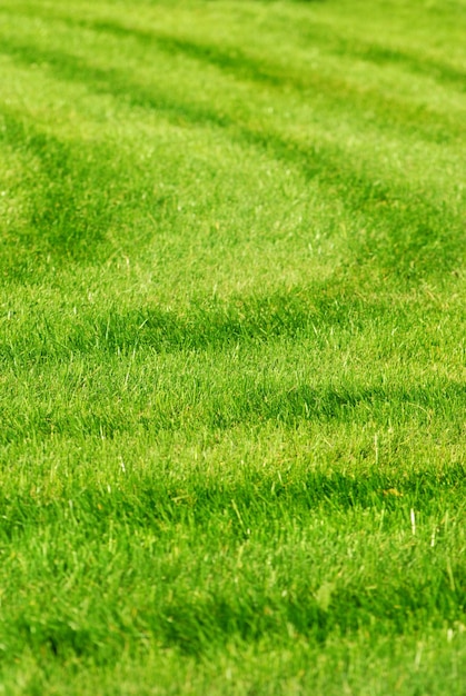 Green grass background with stripes