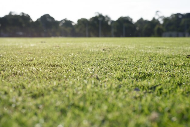 Green grass background