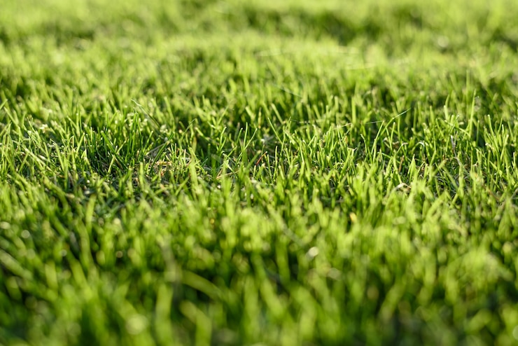 Free Photo green grass background
