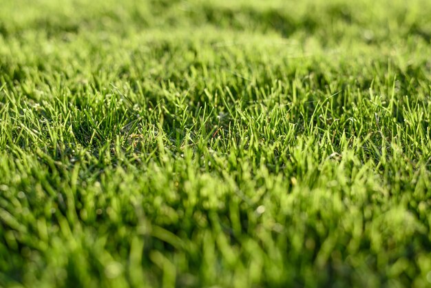 Green grass background