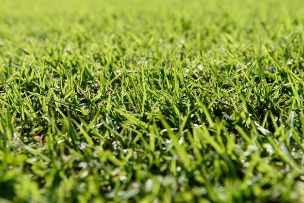 Green grass background