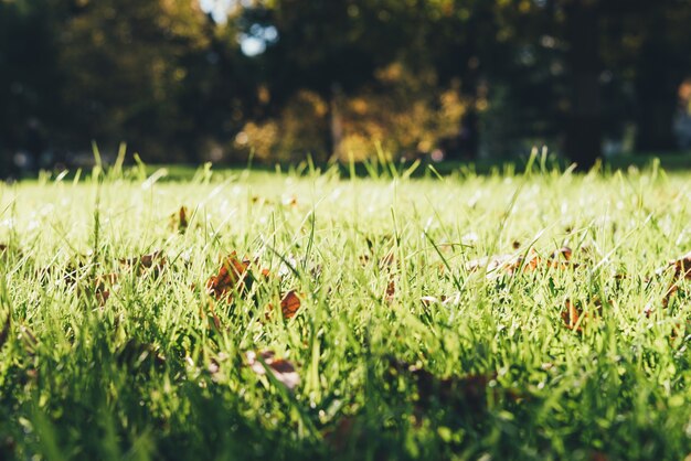 Green grass background