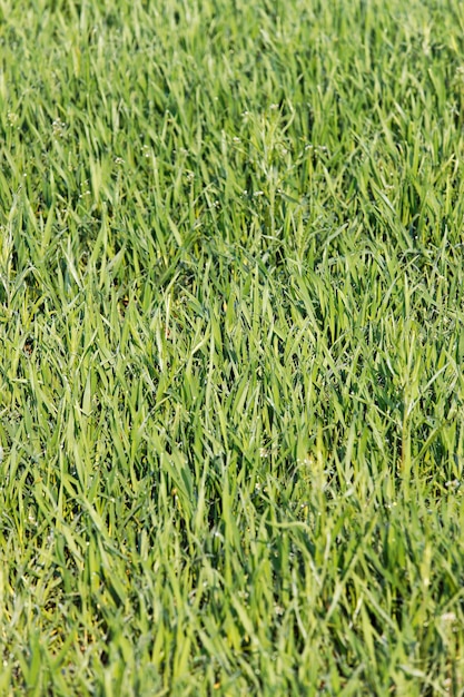 Green grass closeup