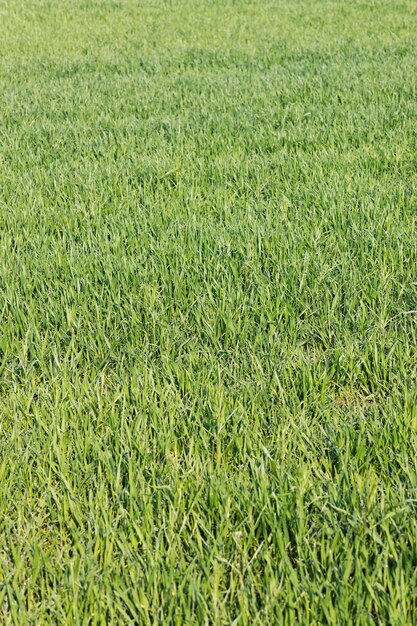 Зеленая трава крупным планом