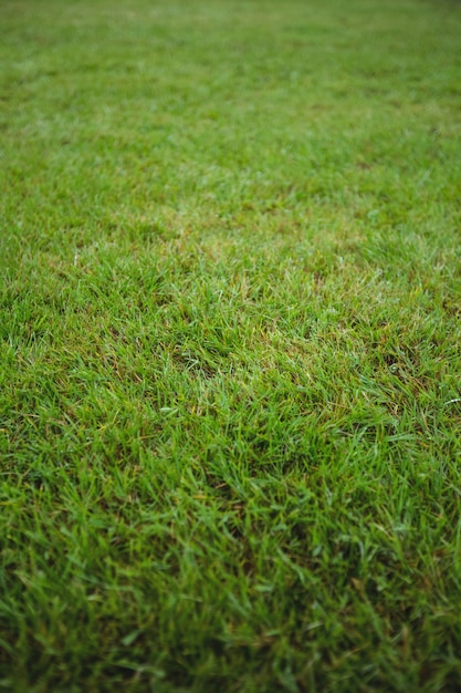 無料写真 緑の芝生のフィールドの背景
