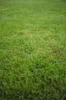 Free photo green grass field background