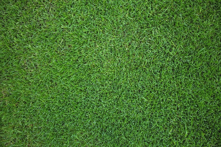 Free Photo green grass field background