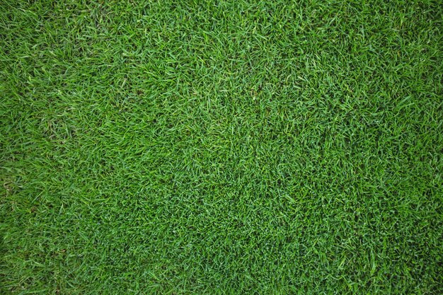 Green grass field background