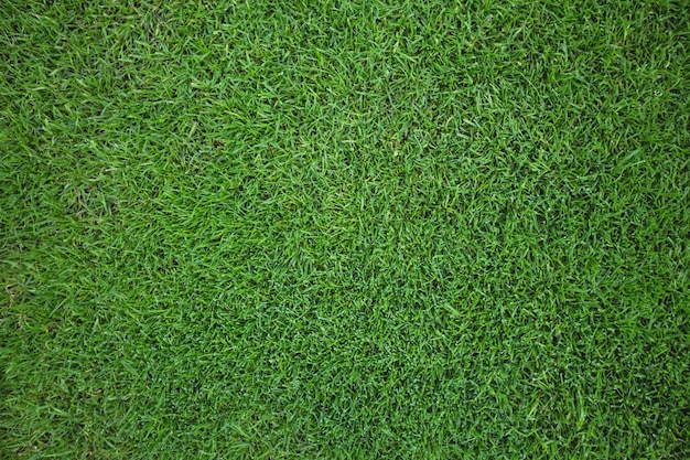 Green grass field background