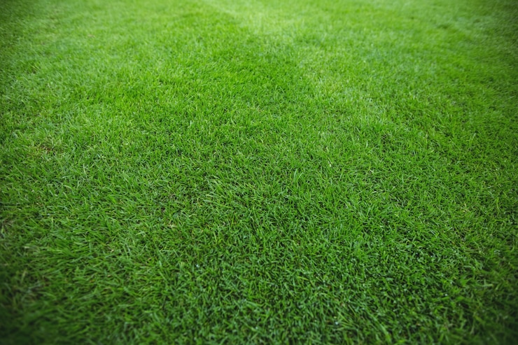 Free Photo green grass field background