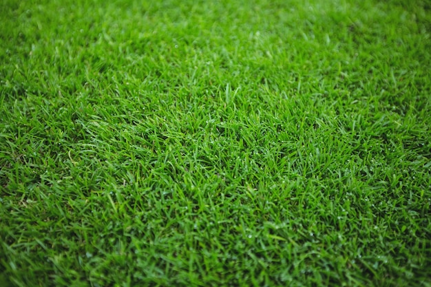 Free photo green grass field background