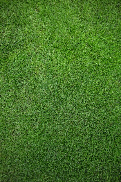 Green grass field background