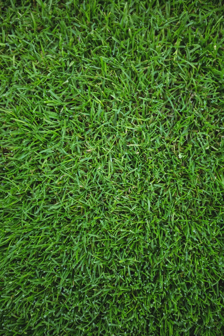 Free Photo green grass field background