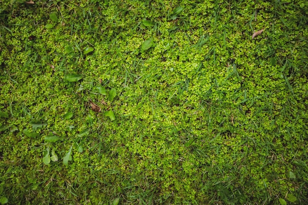 녹색 잔디 필드 배경