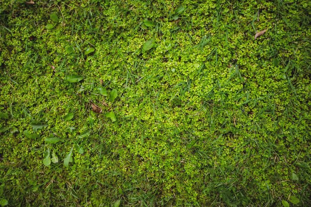 緑の芝生のフィールドの背景