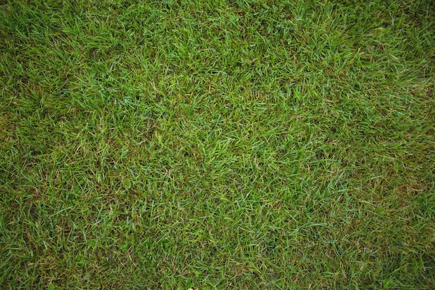 Free photo green grass field background